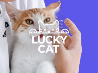 Lucky Cat 😻🐟