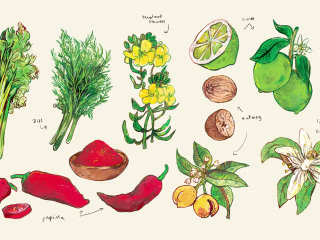 Illustrations for Diva Casa
