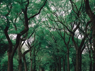 The gift of Nature