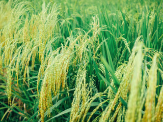 Mask RCNN in Rice Plant (Leaf Blast)
