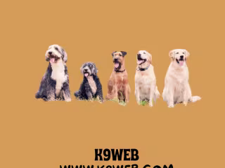 SEO Blog Writer for K9Web (Pet Website Over 800,000 viewers)