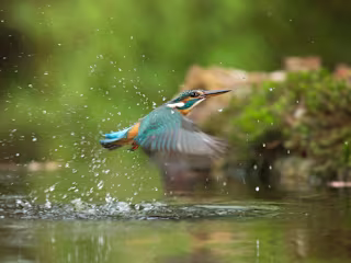 International Biodiversity Day