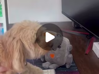 A Day in the Life: Dog Content