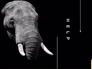 Act Now – A Website Design for Animal Conservation
