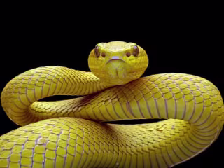 Snake Dreaming, Pregnancy, and Culture
