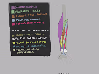 Anatomy 303: forearm muscles