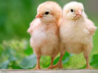 Hatching Chicks: 6 Best Products to Get Started