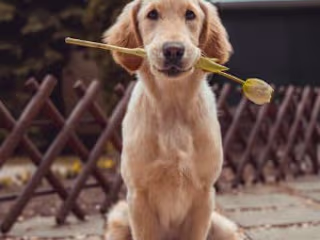 How Emotional Support Animal Doctors Heal Souls