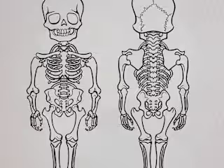 Children's Book Illustration - Skeletal System
