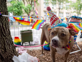 ‘Pride is Power’: Thousands gather at Chicago’s 53rd annual Pr..