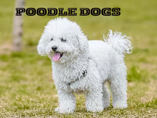 ARTICLE : POODLE DOGS