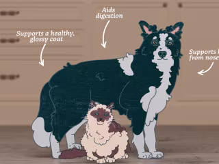 Bella & Duke - From Barn to Board