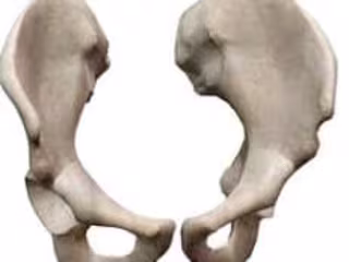 BONES - MosiPhysio