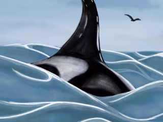 The Orca
