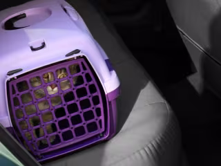 How to Travel with a Cat (Minus the Meows of Protest)