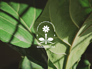 Mandrágora |  Brand Identity