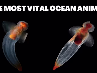 A YouTube video about the Sea Butterfly for an Ocean channel 