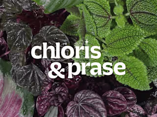 Chloris & Prase