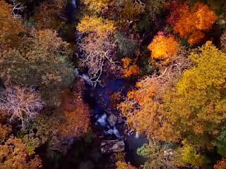 Through the Woods 