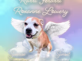 Obituary for A Loving Pet