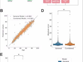 Regression model for chronological age based on epigenetic data
