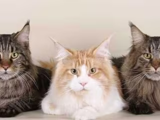 Maine Coon Companion - All about Maine Coon Cats and Kittens