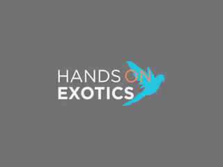 Hands On Exotics: A Strategic Social Media Transformation