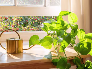 Why Golden Pothos Is the Perfect Plant for Beginner Gardeners