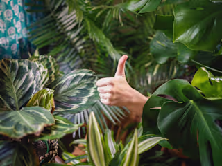 5 No Fuss Houseplants That Don’t Care About Your Green Thumb (or