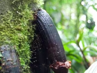 Huacrapona Palm Tree Health Benefits