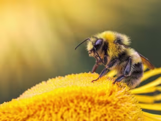 New Hampshire Beekeepers Association 🐝