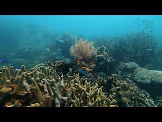 Short Documentary