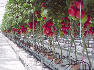 Tech Farm