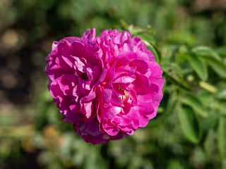 All About John Cabot Roses! - Tuxedo Yard Care