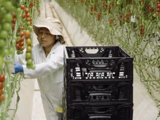 Wholesum Farms - YouTube
