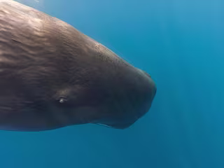 How “Bachelor Groups” of Sperm Whales die together 