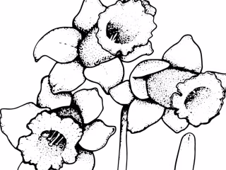 Illustrator