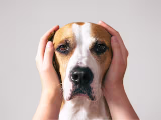 How We Can Use Animal Reiki On Our Pets