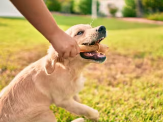 A Dog’s Reinforcements: The Power of Positivity