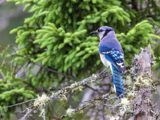 Wildlife Photo Gallery