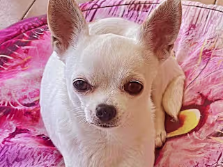 Ma cosa starò dando al mio cagnolino 
