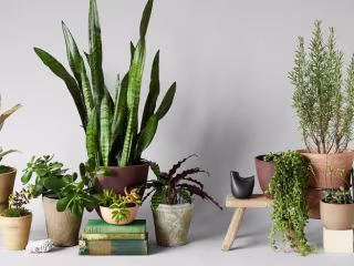 Bloomist | Make Nature Home
