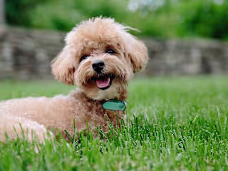 Top 3 dog breeds for kids and first-time owners