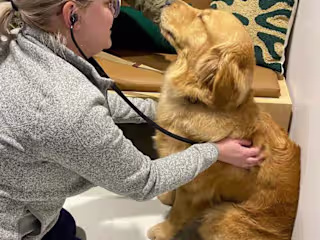 Scout Veterinary Care Summer Campaign