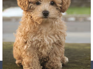 How To Puppy-Proof Your Home