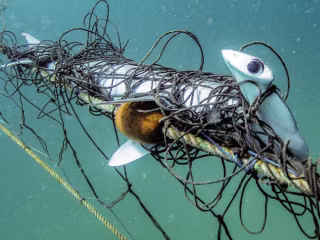 Changing the Conversation about Shark Nets