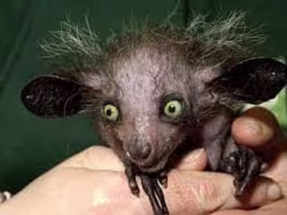 Animals bizarre and true events 