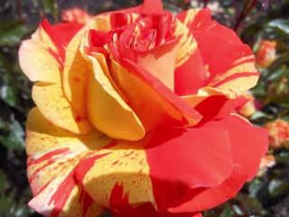 Floral Arrangements Web Design