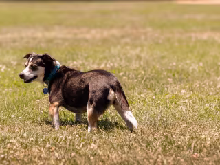 Founding Engineer at a Pet-Tech Startup
