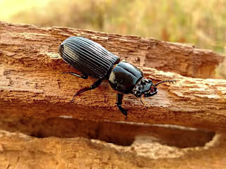 Parasites Infect These Beetles. It Might Be a Good Thing.